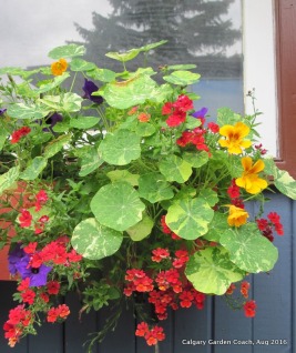nasturtiums and more in the window box